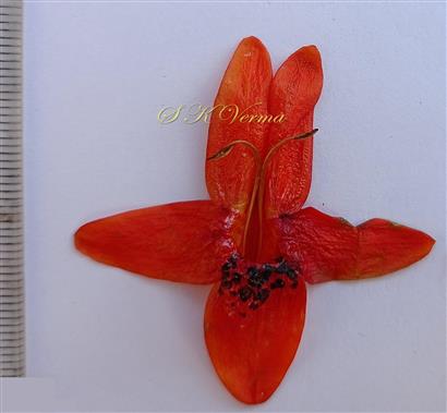  Corolla and Stamens-Upper view